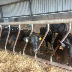 Angus weanlings