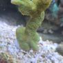 coral Image 3