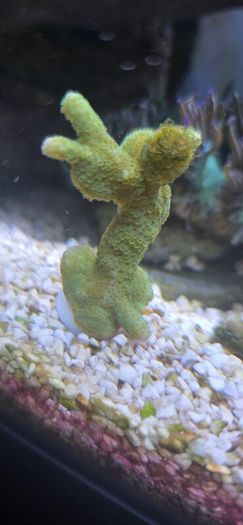 coral
