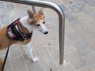 Pet/house sitting and pet walking Image 2