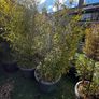 5 x large bamboo Image 3