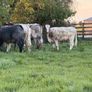 6 super shorthorn 5 star heifers Image 8