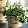 Ceramic Plant Pot, Japandi Style Planter, Organic Minimalist Decor Image 2
