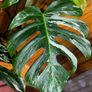 Monstera Albo Borsigiana #50 mature variegated plant Image 9
