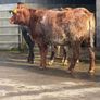 6 super Incalf heifers for tullamore Mart 20th Image 9