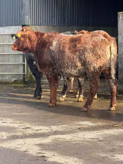 6 super Incalf heifers for tullamore Mart 20th