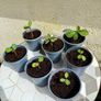 Plant of Happiness Image 2