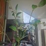 lovely artifical plant Image 2