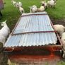 Lamb creep feeder Image 3