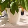 Plant Image 2
