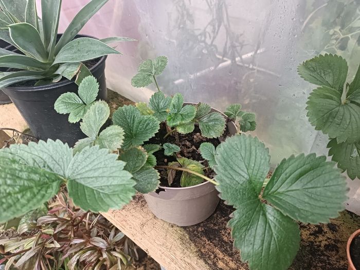 Many Strawberry Plants
