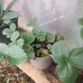 Many Strawberry Plants Image 4