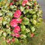 Camellia japonica Roger Hall pink Image 5