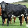 Elphin Mart- In Calf and Maiden Heifer sale Image 6