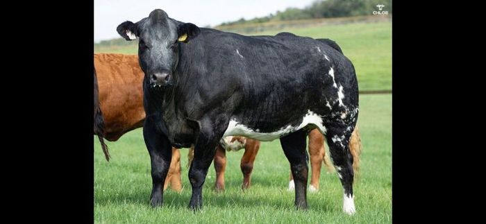 Show cattle - In Calf and Maiden Heifer sale