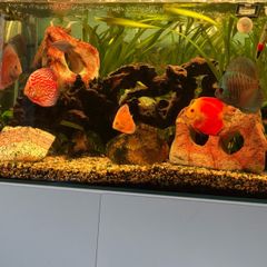 opti white aquarium
