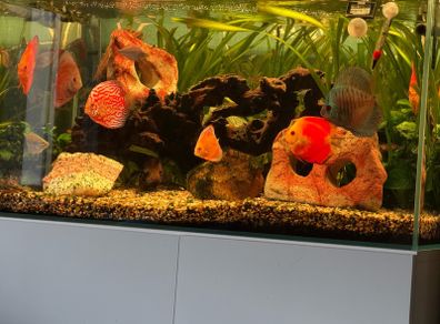 opti white aquarium