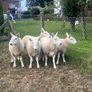 Sheep Cheviot ewe lambs Image 9