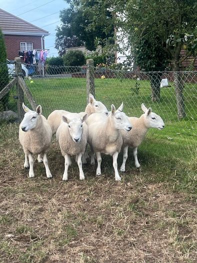 Sheep Cheviot ewe lambs