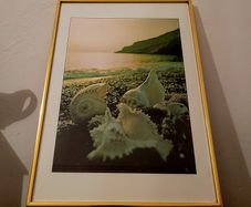 Vintage shell photography in brass frame