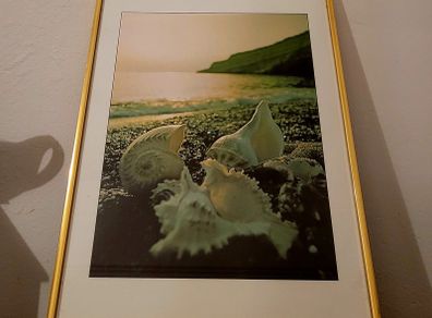 Vintage shell photography in brass frame