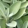 plants Image 2