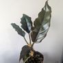 Philodendron choco Empress Plant Image 3