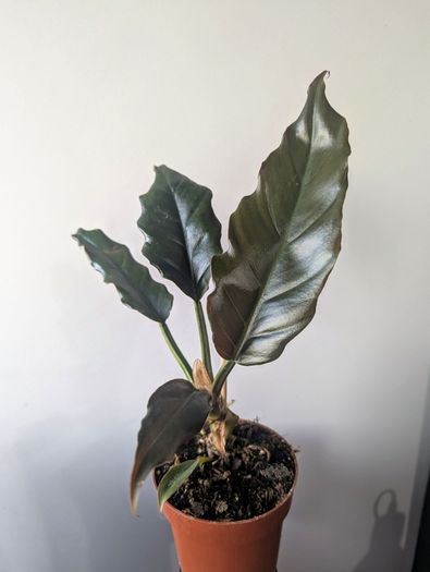 Philodendron choco Empress Plant