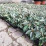 Elaeagnus Hedging Image 9
