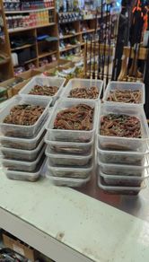 Fresh live ragworm