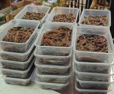 Fresh live ragworm