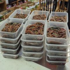 Fresh live ragworm