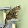 Cat Tree with 2 Hammocks and 2 Cat Caves incl. Toys Plush Sisal Rope Light Gray Image 2