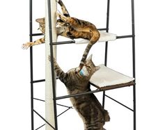 Cat Tree/Cat Tower