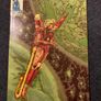 IDW Transformers vs G.I. Joe Image 2