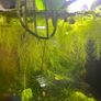 Water lettuce for fish tank/aquarium Image 3