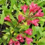 Butterfly Bush Buddlia Plants Image 8