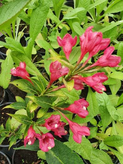 Butterfly Bush Buddlia Plants