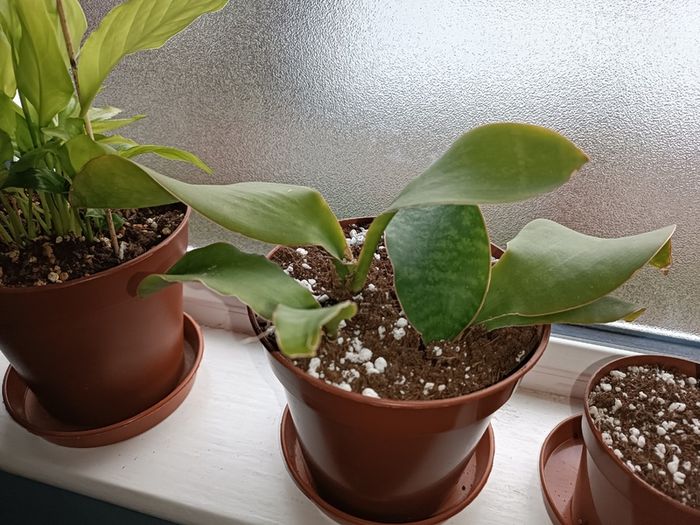 Sansevieria Whale Fin Plant