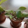 Sansevieria Whale Fin Plant Image 4