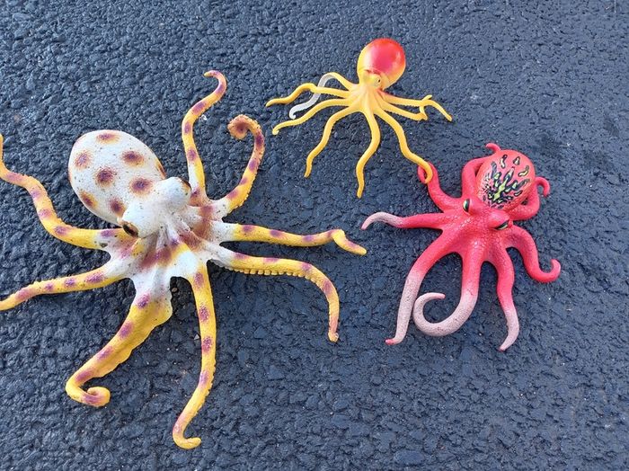 Sea creatures