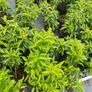 Portuguese Laurel - Discounts on larger orders Image 2