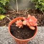 plant Image 4