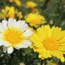 (D) Crown Daisy Mixed Seeds 1g (185509) Image 3