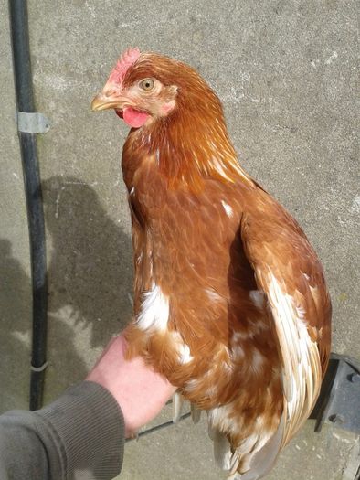 Point of lay pullets