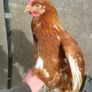 point of lay pullets Image 2