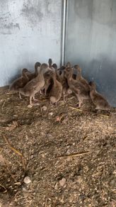 Ducklings khaki Campbell