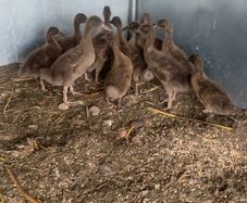 Ducklings khaki Campbell