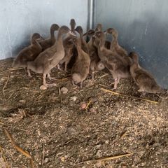 Ducklings khaki Campbell