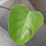 Monstera Image 3